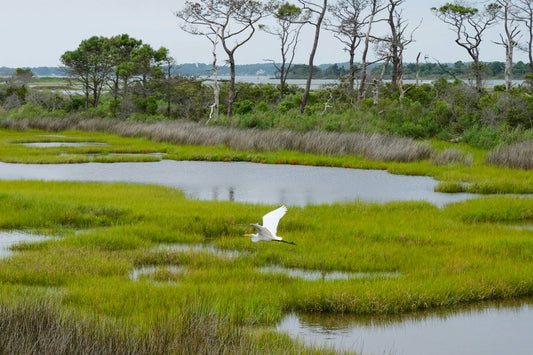 Unlocking the Potential of Environmentally Sensitive Properties: A Guide to Informed Real Estate Green Transactions